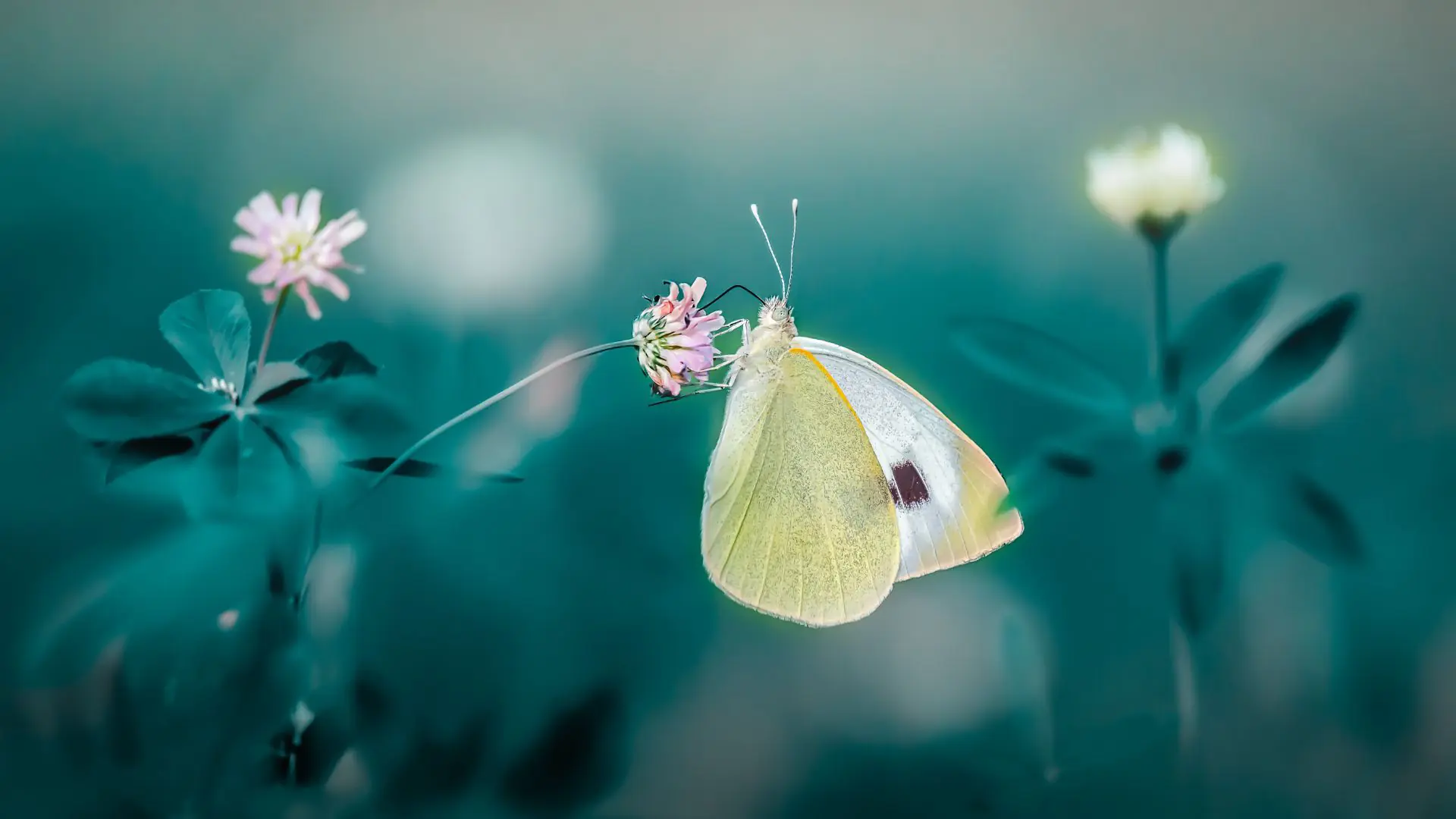 Mutiger Gleitschirmflieger in den Bergen
